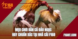 mẹo cược đá gà cựa tròn