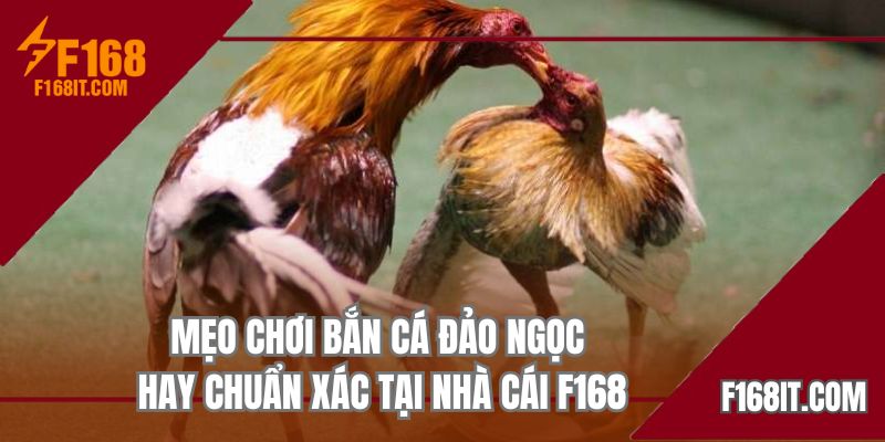 mẹo cược đá gà cựa tròn