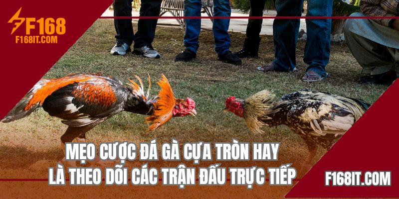 Mẹo cược đá gà cựa tròn hay là theo dõi các trận đấu trực tiếp